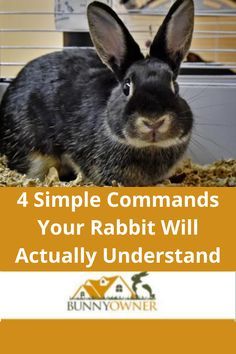 Rabbit Potty Training, Free Roaming Rabbit Ideas, Bunny Veggies, Rabbit Care For Beginners, Rabbit Enrichment Ideas, Rabbit Hacks, Rabbit Cage Setup, Rabbit Activities, Rabbit Training