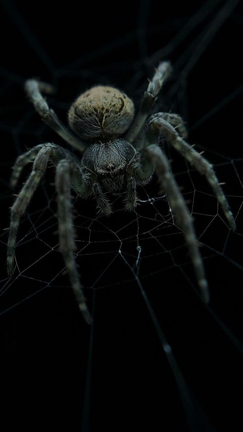 Bug Reference, Uicideboy Wallpaper, Spider Wallpaper, Spider Man Comics, Arachnids Spiders, Huge Spiders, Spider Species, Spider Drawing, Creepy Animals