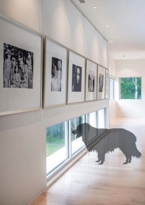 Dog Room Design, Modern Hall, Dog Window, Dog Spaces, Family Photo Wall, Animal Room, Dog Rooms, Dog Door, Metal Frames