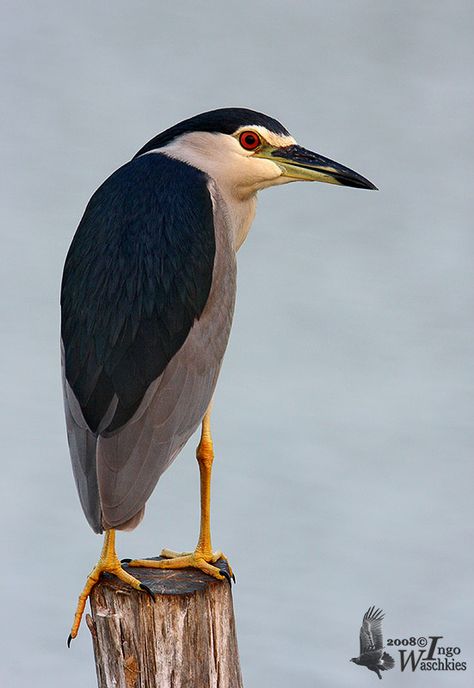 Black-crowned Night Heron (Nycticorax nycticorax) In Europe, night heron is often used to refer to the black-crowned night heron, since it is the only member of the genus in that continent. Black Crowned Night Heron, Loon Tattoo, Europe Night, 4 Drawing, Night Heron, Big Birds, Bird Carving, Black Crown, Blackest Night