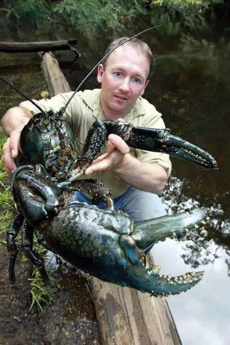 Tasmanian giant freshwater crayfish (Astacopsis gouldi) Freshwater Lobster, Deep Sea Creatures, Underwater Creatures, Rare Animals, Weird Creatures, Ocean Creatures, Cute Animal Videos, Weird Animals, Funny Animal Pictures