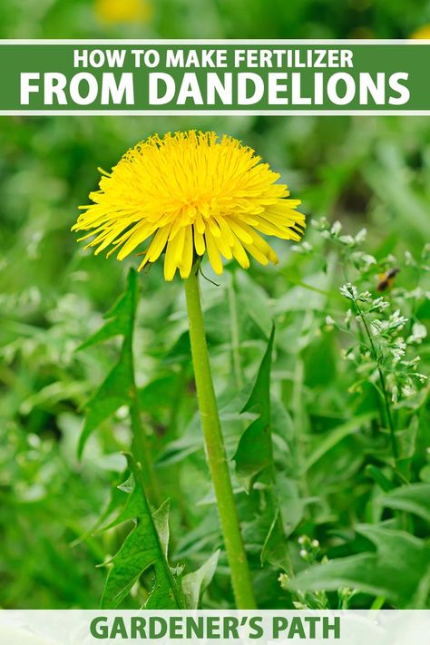 Tea Fertilizer, Garden Planing, Dandelion Tea, Herb Gardening, Eco Friendly Garden, Healing Plants, Plant Diseases, Indoor Gardens, Wild Edibles