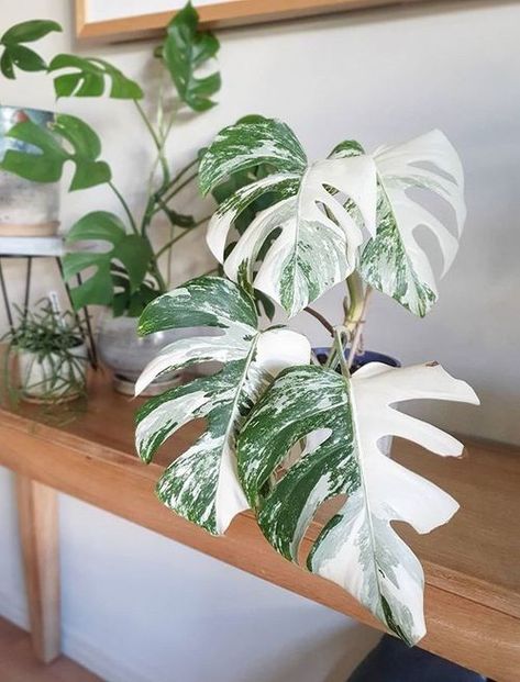 Monstera Deliciosa Variegata image number 3. All credits to perthbotanicals. Plants From Seeds, Seeds Germination, Tattoo Plant, Variegated Monstera, Monstera Albo, Plant Goals, Plant Seeds, Variegated Plants, Plant Aesthetic