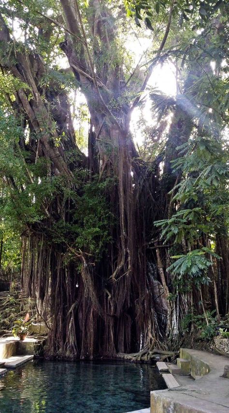 Balete Tree Philippines, Philippine Trees, Twilight Cleric, Siquijor Island, Philippines Culture, Honeymoon Vacations, Remote Island, Travel Spots, Philippines Travel