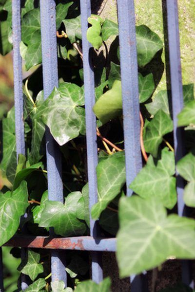 English Ivy Plant, Boston Ivy, English Ivy, Ivy Plants, Garden Vines, Covered Garden, Chain Link Fence, Climbing Vines, Ground Cover Plants