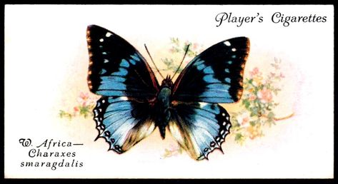 Bird Printables, Wings To Fly, Butterfly Printable, Jewel Colors, Vintage Butterfly, New York Public Library, Butterfly Art, West Africa, Still Image