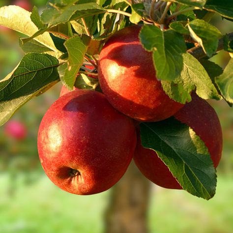 How To Plant Apple Trees In The Fall - And Why Fall Is The Best Time For Planting! Planting Apple Trees, Planting Fruit Trees, Prune Fruit, Starting Seeds Indoors, Apple Varieties, Apple Trees, Fall Apples, Garden Guide, Flower Care