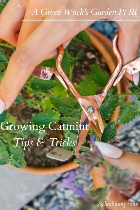 Person carefully harvesting Catmint from a terra cotta pot using copper scissors, illustrating a hands-on approach to gardening and the final stage of nurturing this versatile herb in a Green Witch's garden. Witchs Garden, Witch's Garden, Hardiness Zones, Plant Magic, Witch Garden, Enchanted Garden, Green Witch, Perfect Garden, Natural Energy