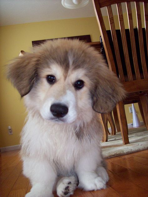 Meet Murphy, a Corgi Great Pyrenees mix Corgi Golden Retriever Mix, Golden Retriever Mix Puppies, Corgi Golden Retriever, Corgi Mix Breeds, Walking On The Street, Puppy Time, Corgi Mix, Exotic Animals, Great Pyrenees