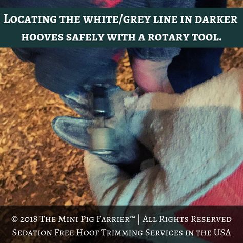 There is a pattern on darker colored hooves, called the white or grey line. This line is where the sole of the hoof is located, which should never be trimmed into. If cut into the sole, a pig can bleed for days, if not weeks, and become lame. Proper care is taken as to not file too short, or too deep when filing and balancing mini pig hooves. Learn more on our Facebook Page, linked on the image! Pig Hooves, Miniature Pigs, Hoof Care, Mini Pigs, Too Short, Pigs, The White, Grey, Pattern