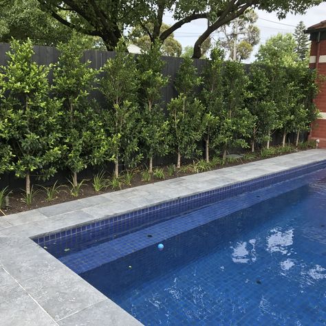 Ficus Flash screen hedge. Nadia Gill Landscape Architect Pool Hedge Fence, Pool Hedge Landscaping, Banana Leaf Plant Outdoor, Hedge Around Pool, Lily Pilly Hedge, Ficus Flash, Boundary Planting, Pool Hedge, Gate Landscaping