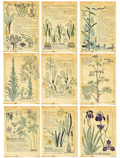 (Floral vintage papers) Kertas Vintage, Printable Backgrounds, Vintage Paper Printable, Vintage Foto's, Penanda Buku, Free Vintage Printables, High Pictures, Printable Images, Scrapbook Stickers Printable