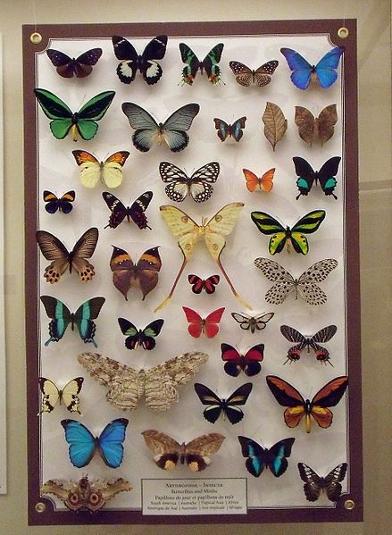 Butterfly Taxidermy, Insect Taxidermy, Regnul Animal, Insect Collection, Butterfly Collection, Vulture Culture, Natural Curiosities, Paper Butterfly, Beautiful Bugs