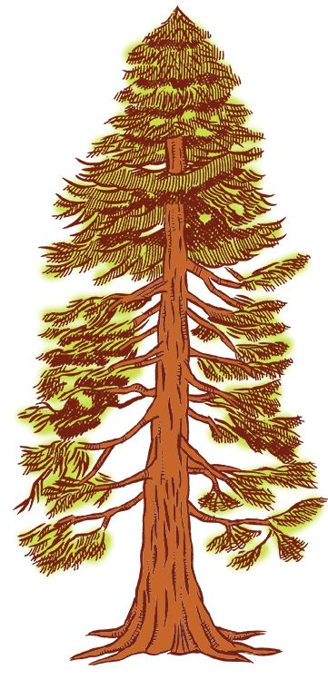 California Redwood Tattoo, Sequoia Drawing, Redwood Tree Drawing, Sequoia Tattoo, Sequoia Tree Tattoo, Redwood Tree Tattoo, Redwood Tattoo, Tree Clip Art, California Tattoo