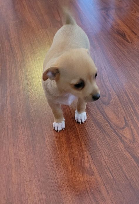 3 females chihuahua puppies 🐶 Chihuahua For Sale, Chihuahua Puppies For Sale, Best Gym Workout, Safe Room, Chihuahua Puppies, Puppy Adoption, Classified Ads, Puppies For Sale, Gym Workout