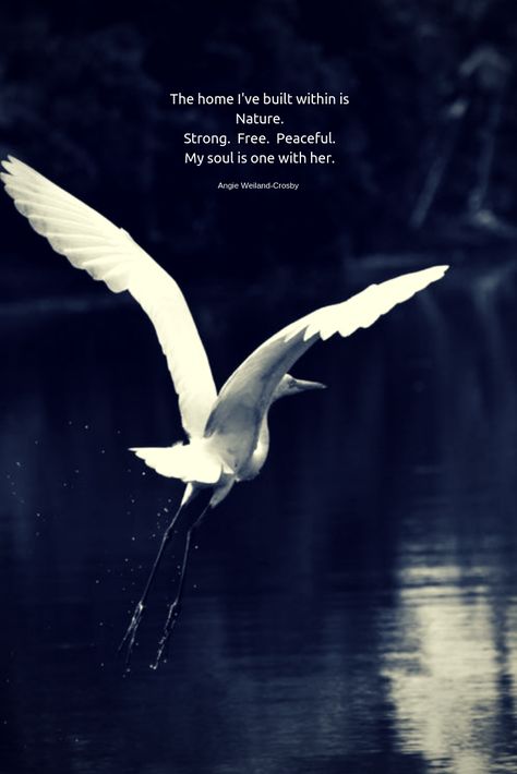 inspirational quote about nature with a white bird flying..."The home I've built within is Nature.  Strong.  Free.  Peaceful.  My soul is one with her."  #quotes #mindfulness #inspirationalquotes #naturequotes #naturelovers #birds #inspirational #nature #blogging #soul #wellbeing #angieweilandcrosby #momsoulsoothers Free Bird Quotes, Quote About Nature, Going Home Quotes, Short Nature Quotes, Flying At Night, Forest Quotes, Nature Quotes Inspirational, Summer Nature Photography, Tree Quotes