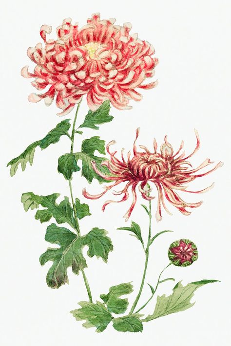 Vintage Chrysanthemum, Chrysanthemum Painting, Painting Studies, Paint Flowers, Botanical Illustration Vintage, Autumn Flowers, Lavender Flower, Painted Mugs, Chrysanthemum Flower