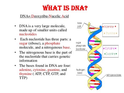 A biological data storage device of a human body, only billionths time smaller than a computer hard disk in physical size and billionths time larger in storage capacity #what is dna #what are dna & replication #dna #dna function #dna definition What Is Dna, What Is Biology, Cell Biology Notes, Microbiology Study, Biology Book, Biochemistry Notes, Bio Notes, Biology Diagrams, Financial Apps