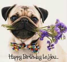 Birthday Greeting                                                                                                                                                                                 More Birthday Pug, Morning Ideas, Cute Pug Puppies, Happy Birthday Pictures, A Pug, Pug Puppies, Pug Lover, Cute Pugs, Dog Flower