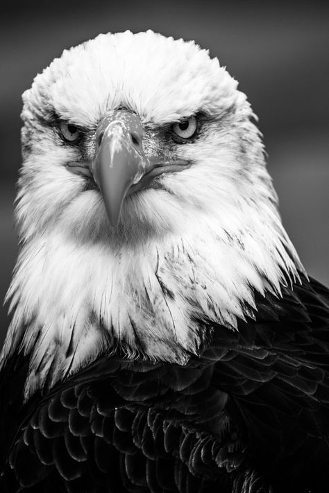 Yep, that's right.  Right above the couch.  All big, majestic and American. Bald Eagle Black And White, Eagle Head Photography, Aigle Royal, Eagle Face, Eagle Images, Eagle Pictures, Animals Photography, Eagle Tattoos, American Bald Eagle