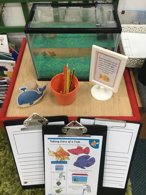 Writing about our Class Pets the fish Fish Tank In Classroom, Classroom Pets Real, Classroom Fish Tank Class Pet, Classroom Fish Tank, Nurture Room, Class Pets, Fish Project, Teacher Goals, Classroom Pets