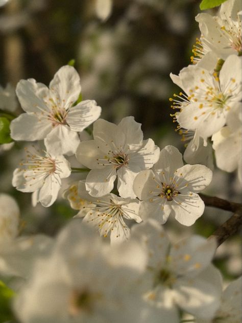 #blossom #flowers #appleblossom #spring #aesthetic #aestheticphotos #visual #instagram #sakura Aesthetic Sunny Day, Sakura Aesthetic, Flower Sakura, Sunny Flowers, Spring Aesthetic, Spring Blossom, Sunny Day, Blossom, Flowers