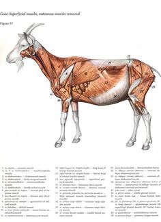 Goat Legs Reference, Legs Reference Drawing, Goat Anatomy, Legs Reference, Drawing Medical, Graphic Novel Illustration, Male Figure Drawing, Vet Medicine, Goat Head