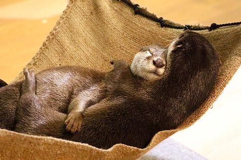 There's nothing like a pair of otters cuddling in their hammock - September 21, 2018 Otters Cuddling, Two Otters Holding Hands, Otters Sleeping Holding Hands, Otters Hugging, Sea Otters Holding Hands, Otter Standing Up, Significant Otter, Otters Cute, Otter Love