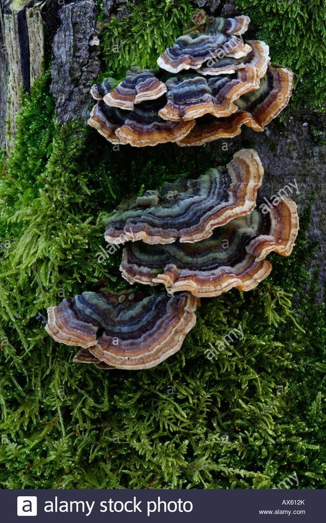 Mushroom Turkey Tail, Mushroom On A Tree, Mushroom On Trees, Mushroom Tree Stump, Mushrooms On A Tree, Mushrooms On A Log, Turkey Tail Mushroom Illustration, Turkey Tail Tattoo, Turkey Tail Mushroom Tattoo