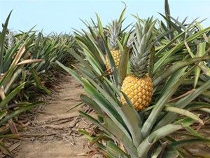 Pineapple Bush, Grow Pineapple Plant, Pineapple Tree, Pineapple Plant, Growing Pineapple, Pineapple Planting, Pineapple Top, Organic Compost, Pineapple Fruit