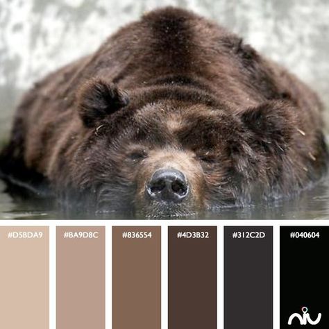 Brown Bear Color Palette Palette Marrone, Bear Color Palette, Bear Fursona, Outdoorsy Design, Bear Paint Colors, House Color Palettes, Color Script, Brown Color Palette, Color Schemes Colour Palettes