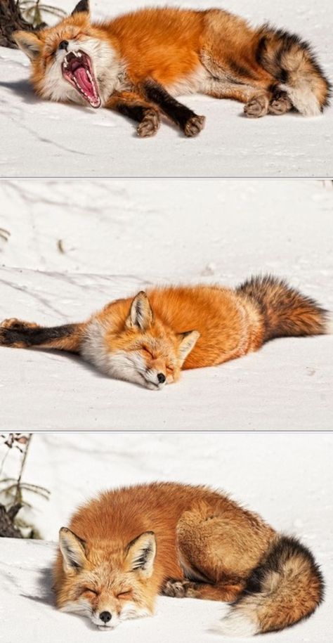 Sleepy Head by Les Piccolo Red Fox Reference, Fox Head Reference, Fox Laying Down, Foxes Reference, Fox Yawning, Fox Reference, Fox Sleeping, Cute Foxes, Fox Photo