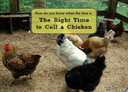 right time to cull a chicken Animal Farming, Meat Birds, Hard Decision, Day Old Chicks, Chicken Life, Chicken Health, Crazy Chicken, Raising Backyard Chickens, Keeping Chickens