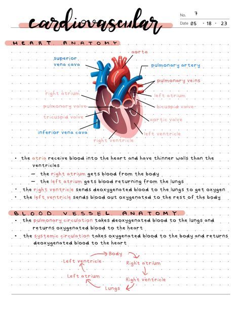 biology notes i took on my iPad! #goodnotes5 #aestheticnotes #ipadnotes Biology Notes On Ipad, Goodnotes Psychology Notes, Anatomy Notes Aesthetic Ipad, Biology Notes Ipad, Anesthesiologist Notes, Pathology Aesthetic, Biological Anthropology, Bio Notes, Ipad Inspo