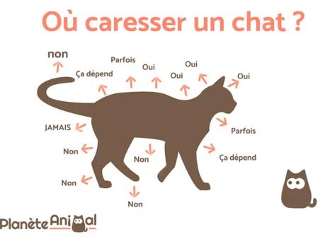 Comment caresser un chat ? - Découvrez ses zones préférées et AVEC VIDÉO ! Best Cat Harness, Best Cat Breeds, Domestic Cat Breeds, Cat Water Bowl, Best Cat Food, Mean Cat, Homemade Cat, Interactive Cat Toys, Cat Harness