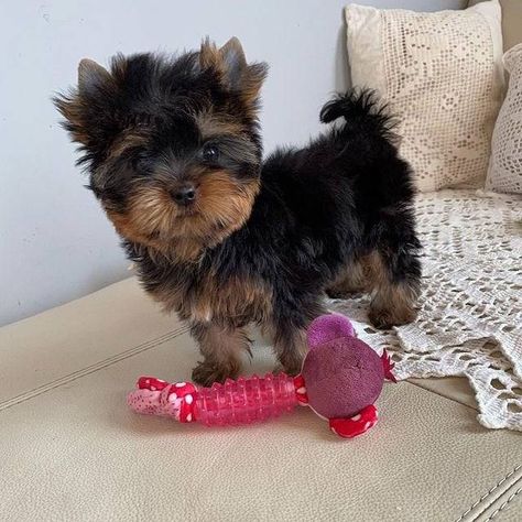 Teacup Yorkie For Adoption, Yorkie Puppies For Adoption, Puppies Photos, Yorkie Breeders, Toy Yorkie, Yorkshire Puppies, Teacup Yorkie For Sale, Teacup Yorkie Puppy, Yorkie Puppy For Sale