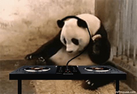 Lets get this party started. Dj Gif, Dj Panda, Panda Day, Pandas Playing, Panda Gif, Hands In The Air, Panda Funny, Birthday Gif, Animal Wallpaper