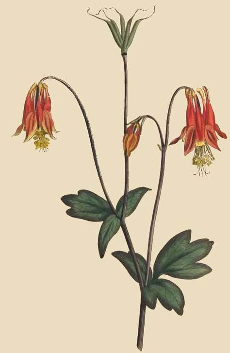 Columbine is a woodland plant if I remember anything from Mrs. Noll's 2nd grade science class! Columbine Flower, Botanical Tattoo, Vintage Botanical Prints, Scientific Illustration, A4 Poster, Passion Flower, Botanical Drawings, Tiger Lily, Botanical Flowers