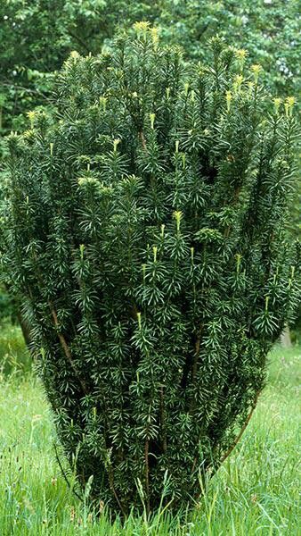 Cephalotaxus Harringtonia, Japanese Plum Yew, Japanese Privet, Plum Yew, Ligustrum Japonicum, Japanese Yew, Fast Growing Hedge, Japanese Plum, Topiary Plants