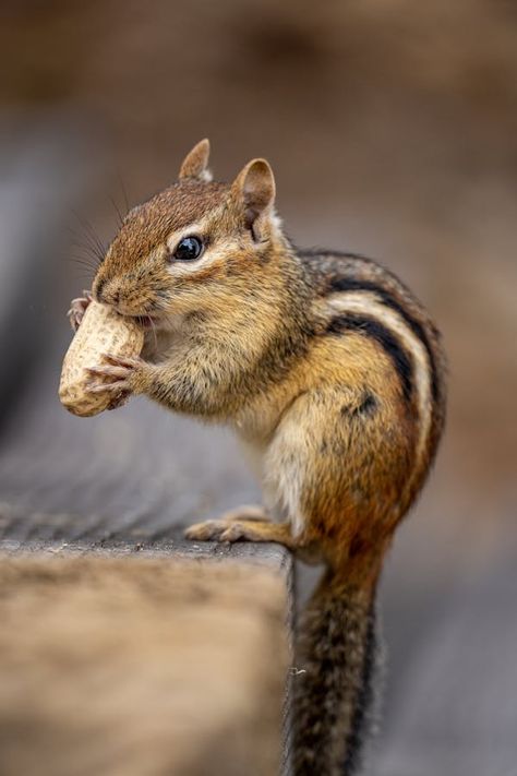 Hamster In Nutshell Photos, Download The BEST Free Hamster In Nutshell Stock Photos & HD Images Photos Hd, Blurred Background, Adobe Photoshop Lightroom, Zoology, Photoshop Lightroom, Chipmunks, Hd Images, Free Stock Photos, Lightroom