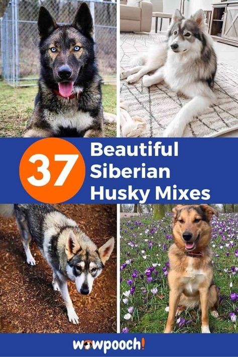 List of Siberian Husky Mixes   #1 Alusky – (Alaskan Malamute x Siberian Husky mix) From: Imgur   Learn: Siberian Husky Dog Breed Information   #2 Ausky – (Australian Cattle Dog x Siberian Husky mix) From: Pinterest   #3 Aussie Siberian – (Australian Shepherd x Siberian Husky mix) From: Imgur   #4 Bassky – (Basset … 37 Strikingly Beautiful Siberian Husky Mixes – Find the Perfect Husky Mix Read More » Husky Haircut Styles, Aussie Siberian, German Husky Mix Puppies, Crossbreed Dogs, Siberian Husky Colors, Native American Indian Dog, American Indian Dog, Akita Husky Mix Dog, Puppy Mix