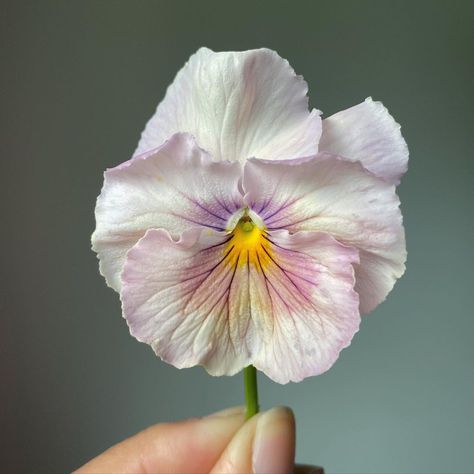 Ruffled Pansies, Cycle Photo, Landscape Sketch, Pink Shades, Flower Inspiration, Bouquet Arrangements, Language Of Flowers, Color Palette Design, Life Cycle