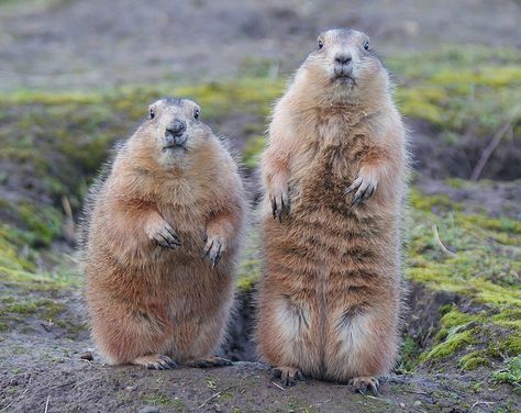 What? Who? Us? We weren't doing anything! by outside the camp, via Flickr [marmots] Ground Hogs, Prairie Dogs, Pokemon Cross Stitch, Hunting Life, Little Creatures, Prairie Dog, Split Second, Noah's Ark, Noahs Ark