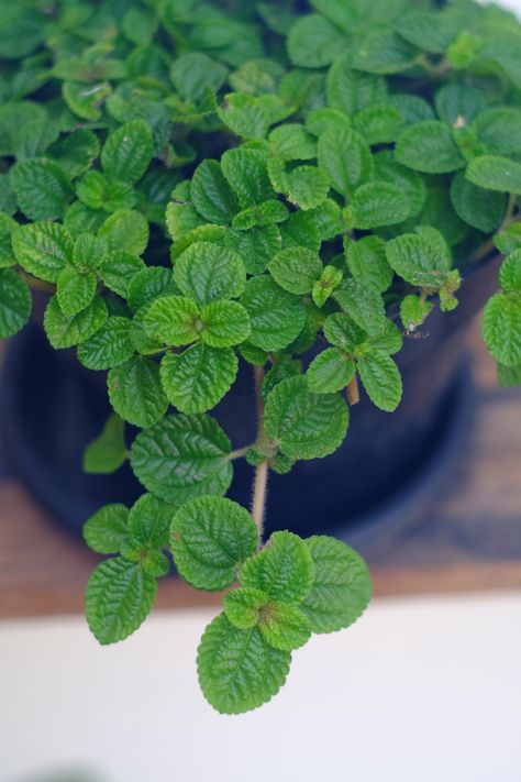 5 Super-Underrated Plants That Can Survive in the (Almost) Dark — Plants in the Kitchen Swedish Ivy, Indoor Plants Low Light, Hanging Plants Diy, Cast Iron Plant, Apartment Plants, Ivy Plants, Hanging Plants Indoor, Inside Plants, Iron Plant