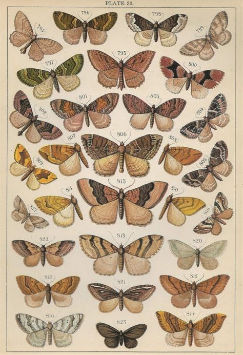 Butterfly And Moth, Kertas Vintage, Moth Illustration, Moth Butterfly, Moth Print, Butterfly Books, Moth Art, Butterfly Poster, Home Decor Vintage