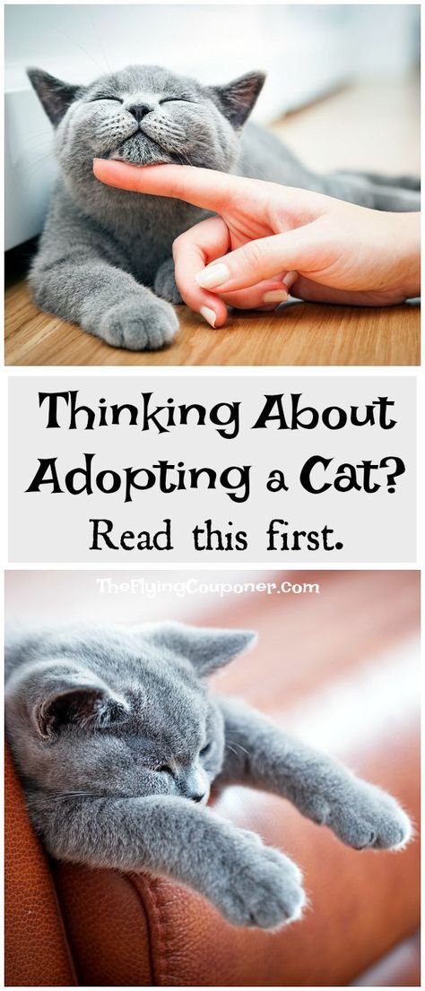 Thinking about adopting a cat? Read this first. Ideas, tips, checklist for adopting black cats and senior cats. The Flying Couponer. Adopting A Cat Checklist, Cat Checklist, Adopting A Cat, Senior Cats, Adopting A Kitten, Cat Things, Cat Reading, Kitten Care, Senior Cat