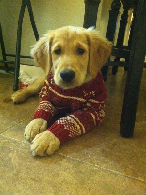 christmas sweater Golden Retriever Sweater, Puppy Christmas, Christmas Puppy, Golden Retrievers, Cozy Christmas, Christmas Sweater, Christmas Time, Golden Retriever, Christmas Sweaters