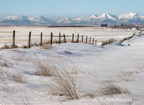 Alberta Winter, Winter Sleds, Prairie Landscape, Winter Landscape Painting, 100 Day Challenge, The Cowboy, Nature Art Painting, Wild Life, Winter Landscape