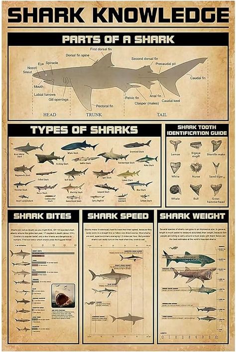 Amazon.com: Shark Knowledge Metal Sign Shark Interpretive Guide Poster Wall Decor Farm Decor Home Decor Club Print Plaque 8x12 Inch: Posters & Prints Shark Posters, Shark Poster, Shark Diagram Aesthetic, Shark Poster Aesthetic, Shark Identification Charts, Shark Species Chart, Types Of Sharks Poster, Types Of Sharks, Shark Decor