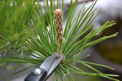 Bonsai Fertilizer, Bonsai Diy, Bonsai Making, Japanese Black Pine, Bonsai Pruning, Pine Garden, Bonsai Forest, Bonsai Wire, Pine Bonsai